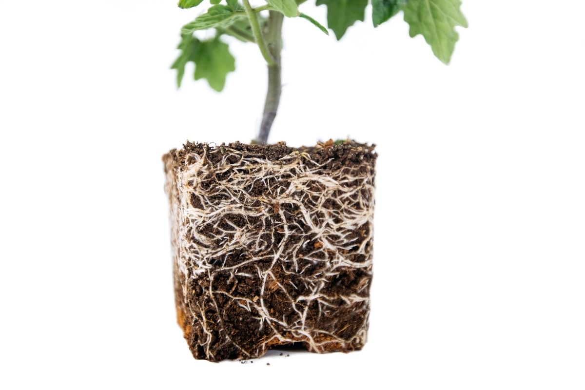 Transplanting tomato plant with root system.