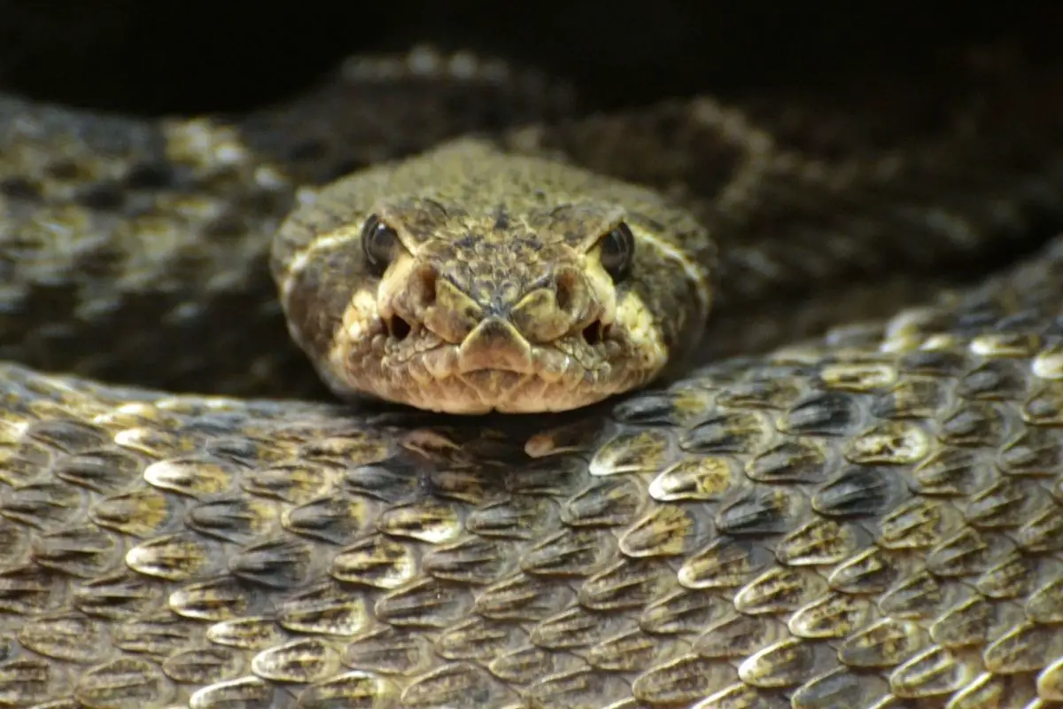 Crotalus atrox snake in the united states.