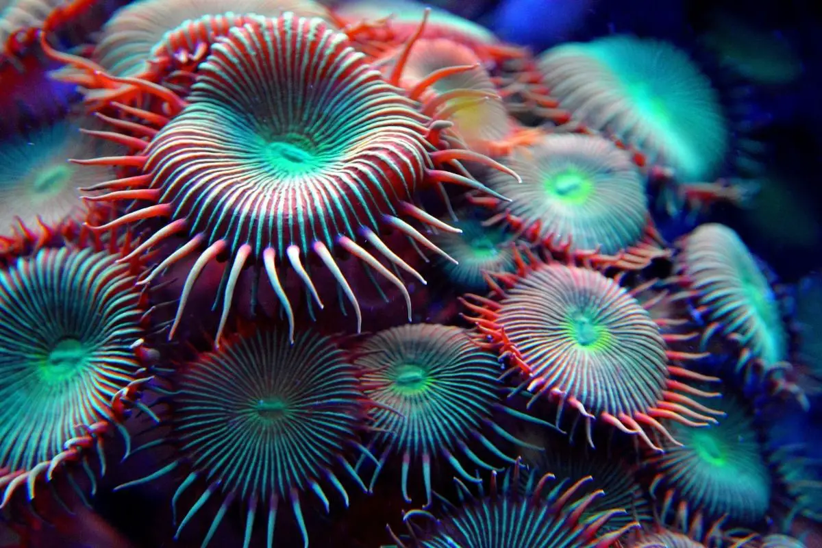 A colorful radial body sea creature with pointed spines on its wall lining.