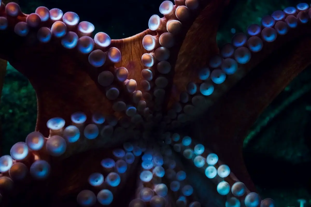 A stock photograph of an octopus showing his tentacles.