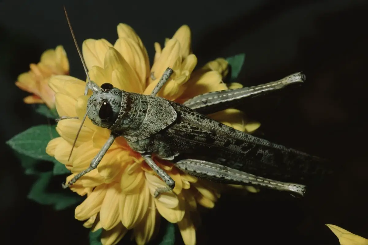 A macro shot of grasshopper landed on a flower with yellow petals.