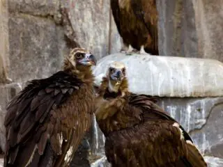 A couple black vultures a close up shot.