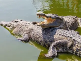 Two crocodiles on a river.