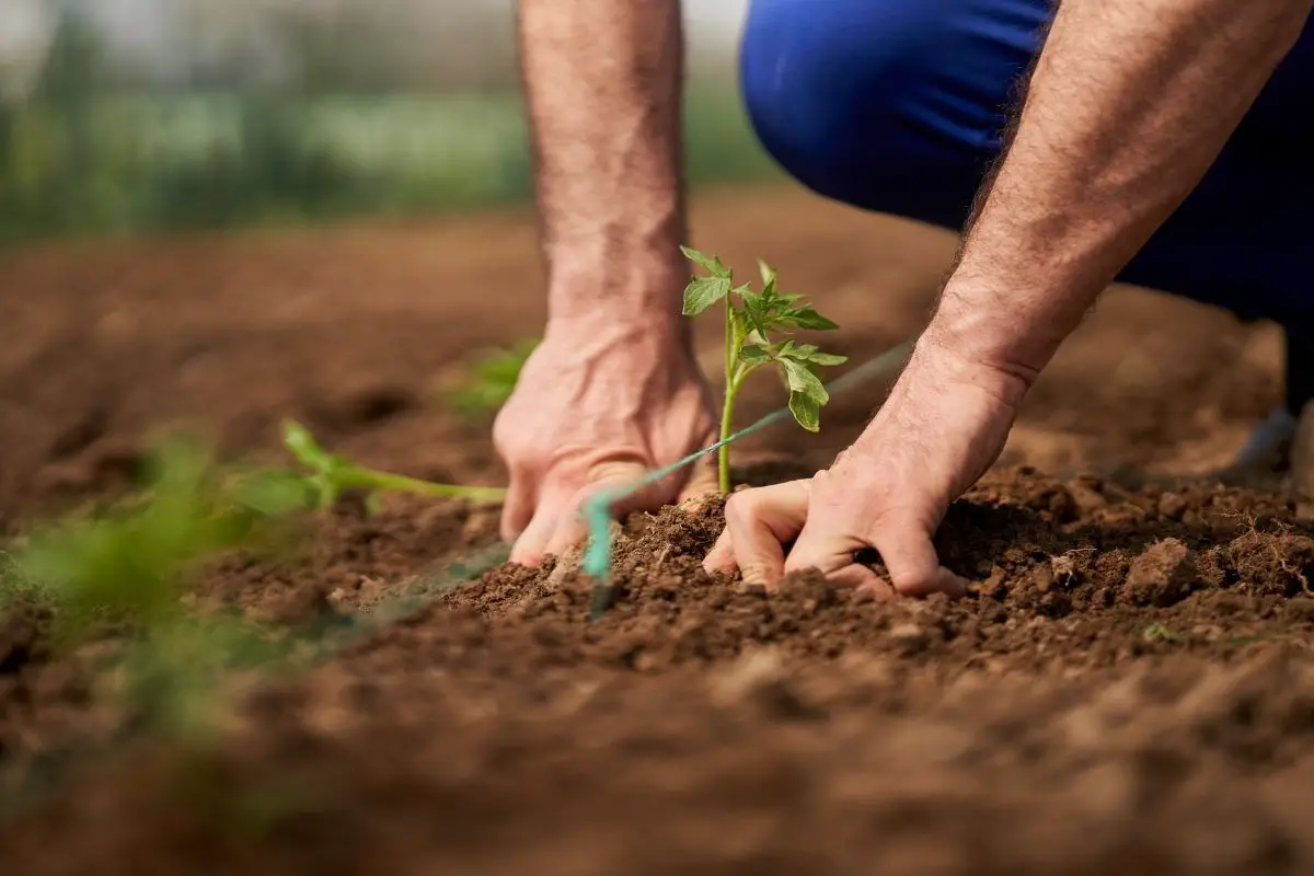 A farmer planting tomatoes in his lawn.