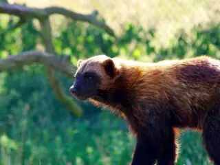Amazing wolverine (gulo gulo): the hlutton of the wild