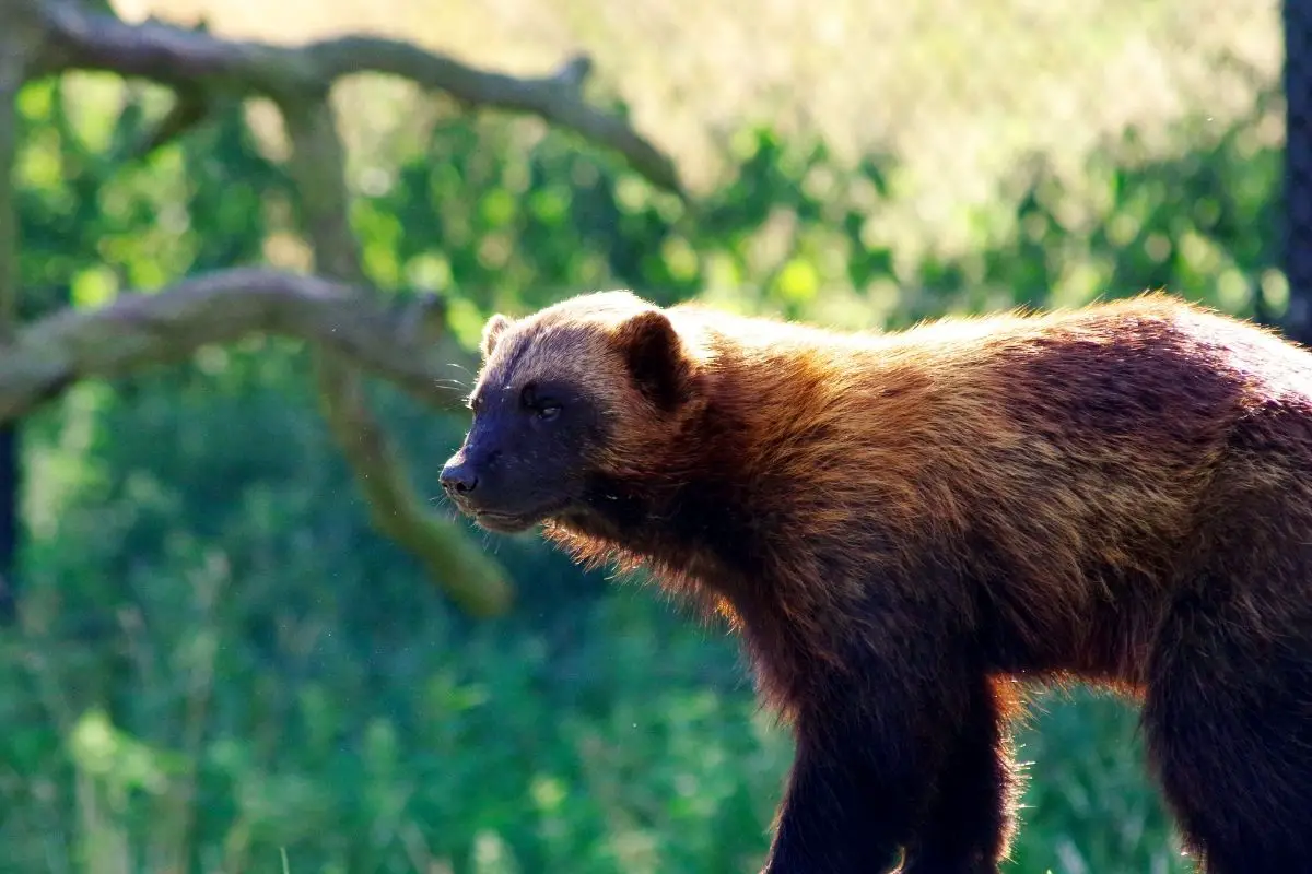 An amazing wolverine sighting on his left direction.