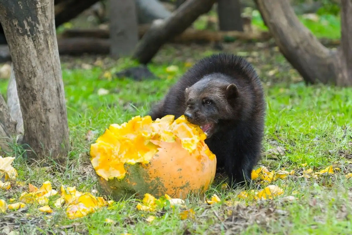 Wolverines eats aggressively.