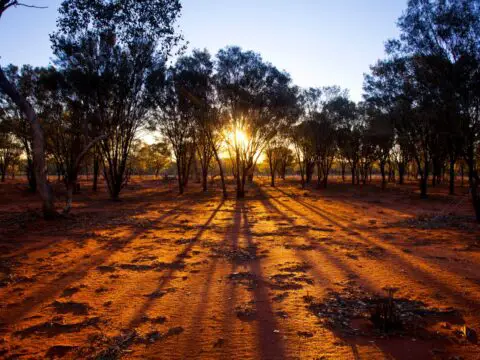 A forest in an Australian outback.