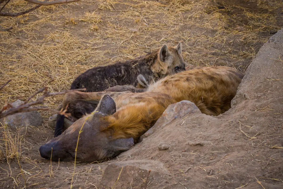Hyena lying around at a South African park.
