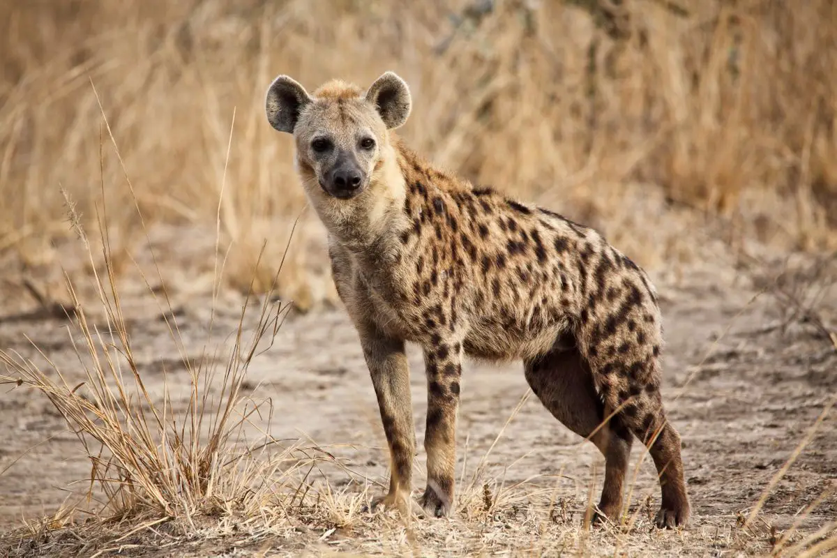 Spotted hyena, portrait shot.