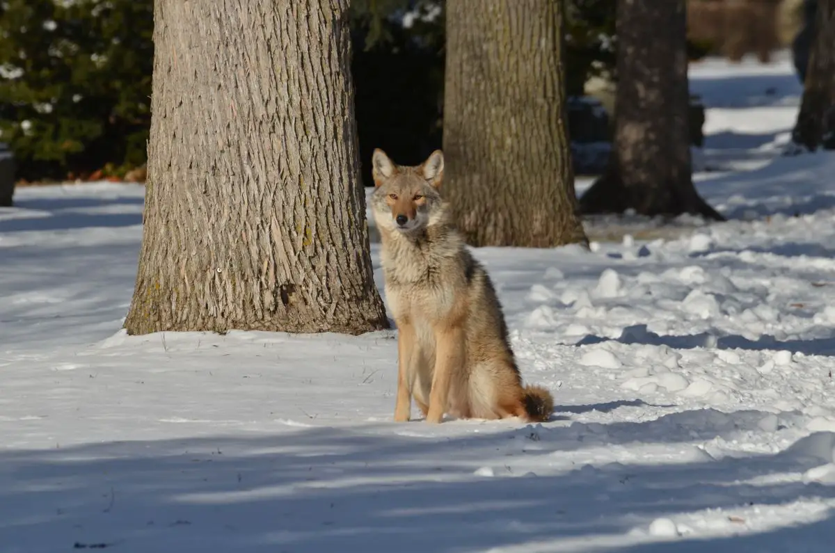 Wild coyote during the winter season in Canada.
