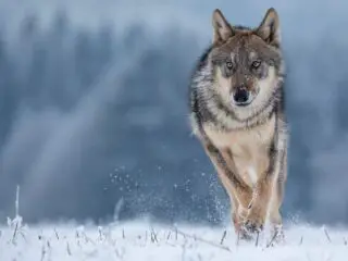Wolf running in the snow.