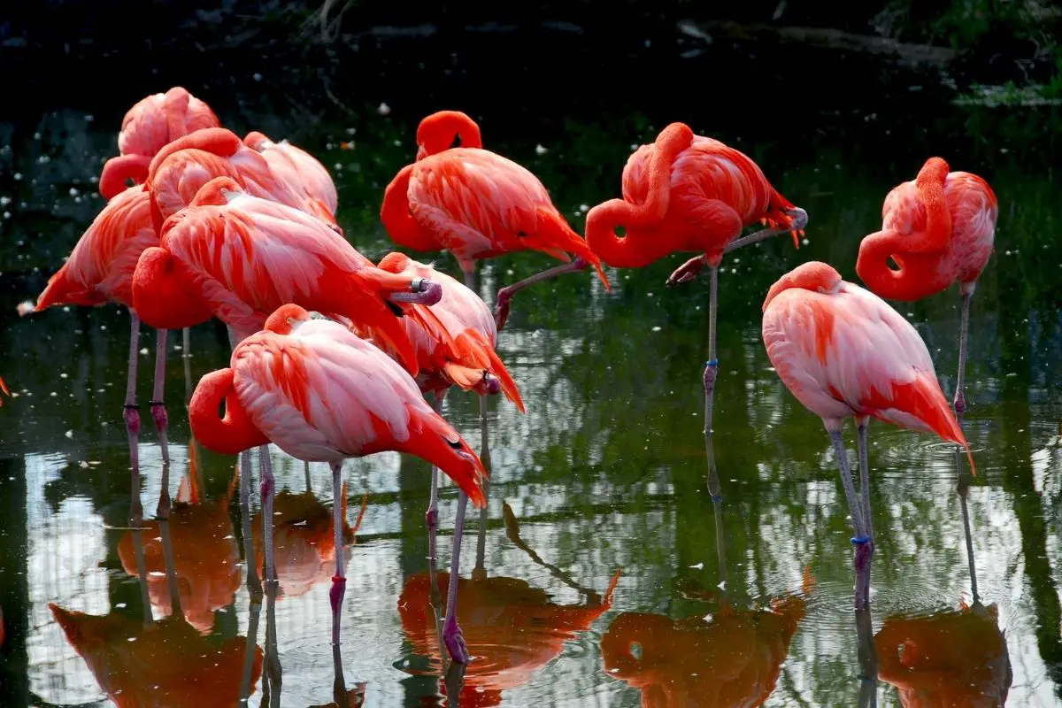 Group of colorful pink flamingoes standing in the water.
