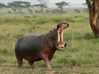 A hungry hippo in tanzania.