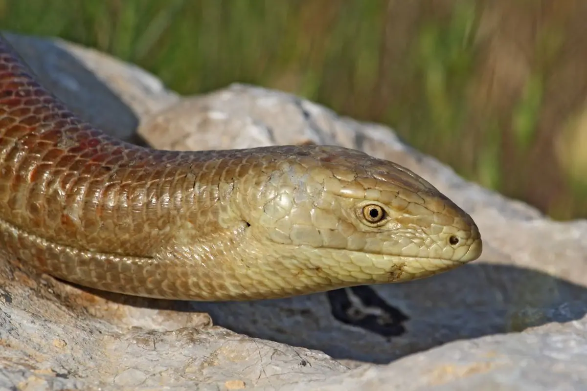 Europian glass lizard close up image.