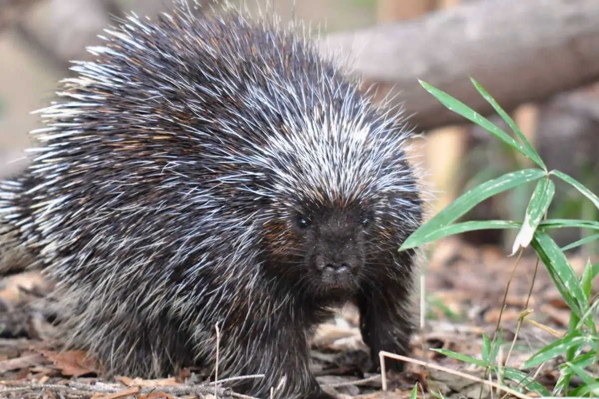 A threatened North American porcupine.