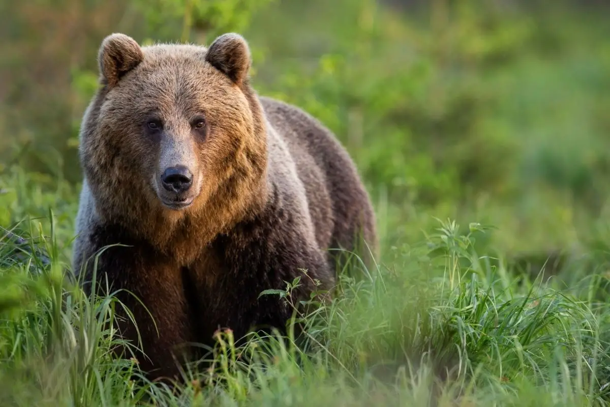 Attentive brown bear in tall green grass.