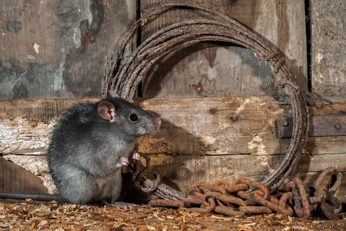 Black rat foraging in old barn shed.