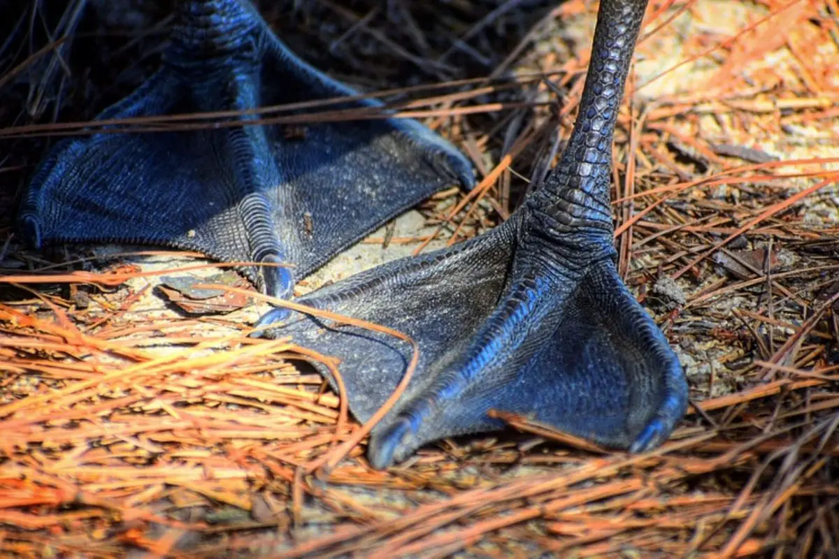 Close-up shot of a Canada goose's webbed feet.