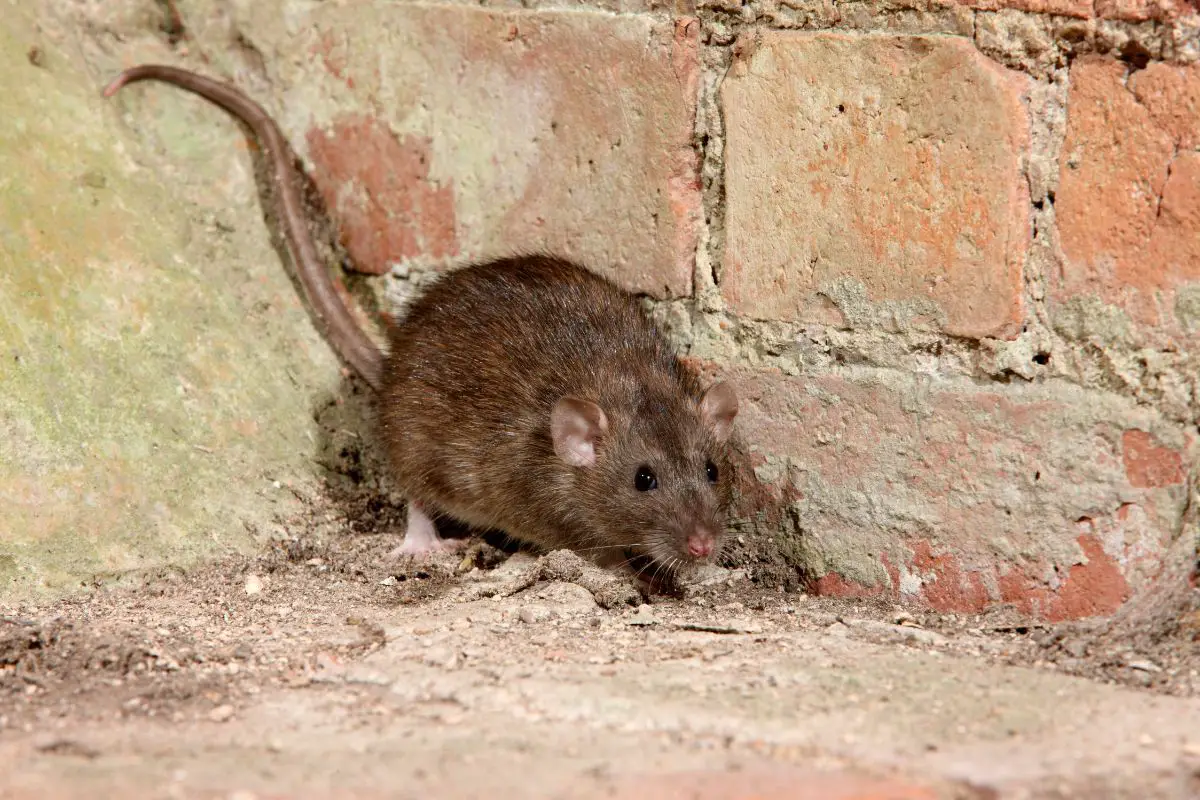 Close-up photo of a rat on the corner.