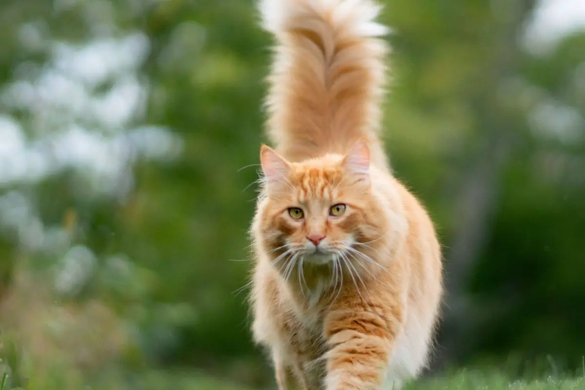 A cat walking on the grass with a blurred background.