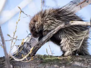 A porcupine in the wild.