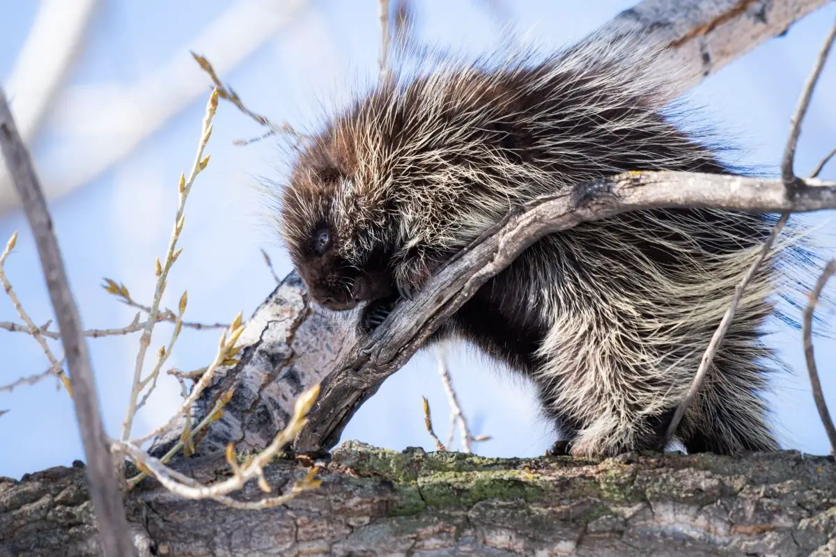A wild porcupine positioned on a tree branch.