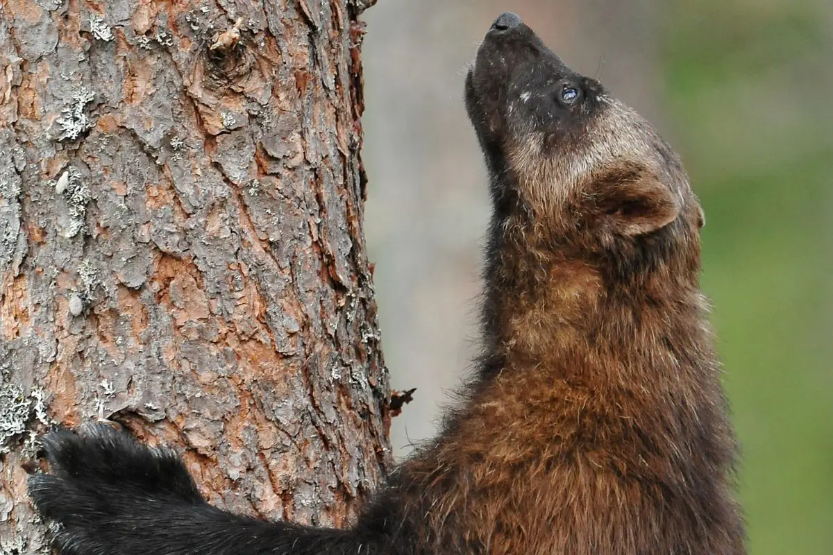 Wolverine climbing a pine tree.