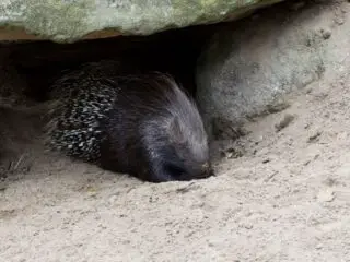 Porcupine animal in sand under in rock.