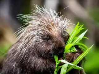 New world porcupine eating leaves from a green stalk.