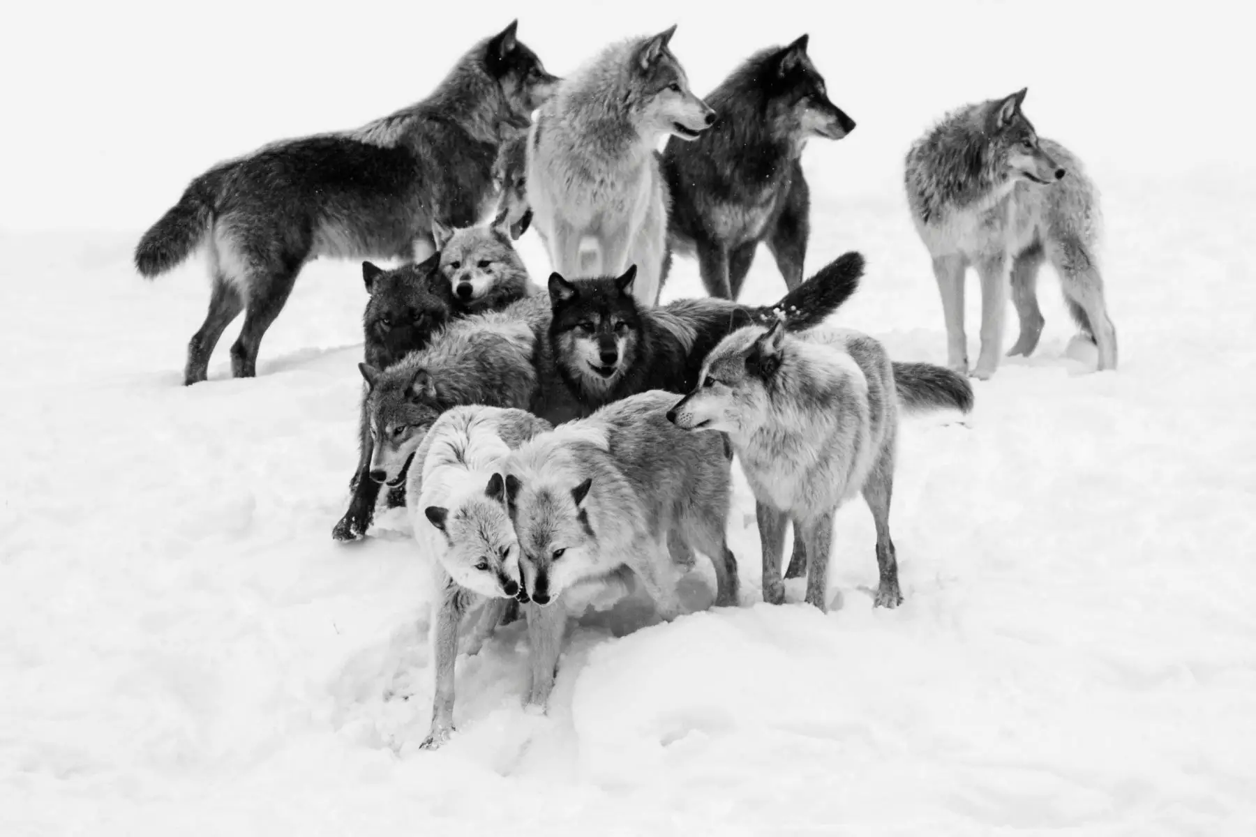 A group of timber wolf pack in winter.