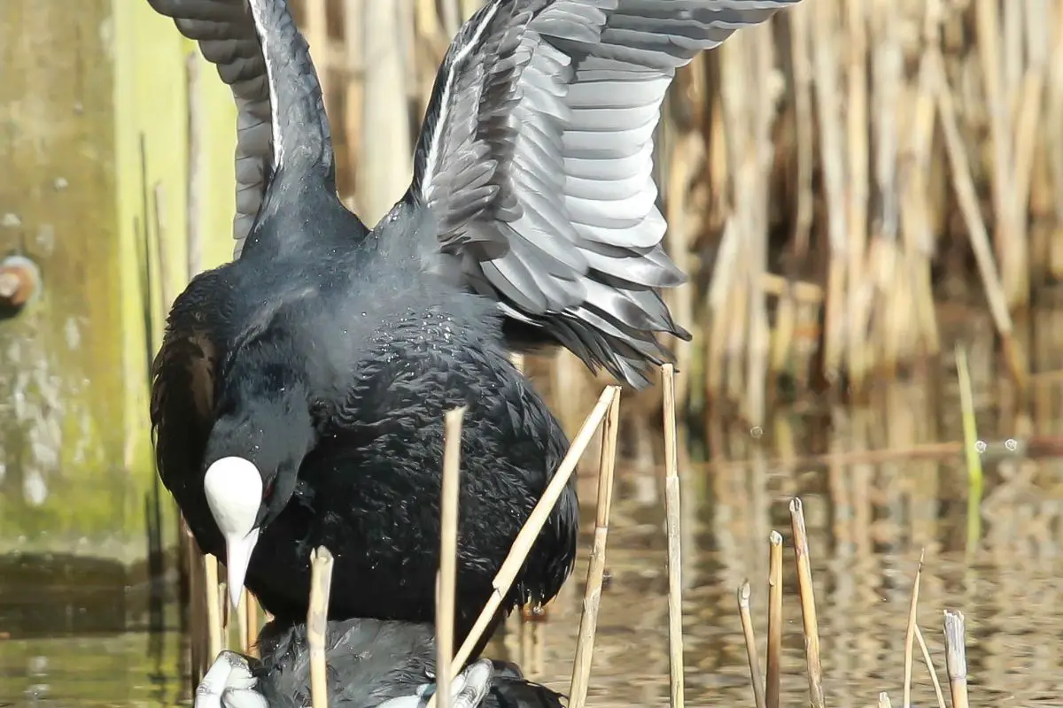 Coots breeding on the lake.