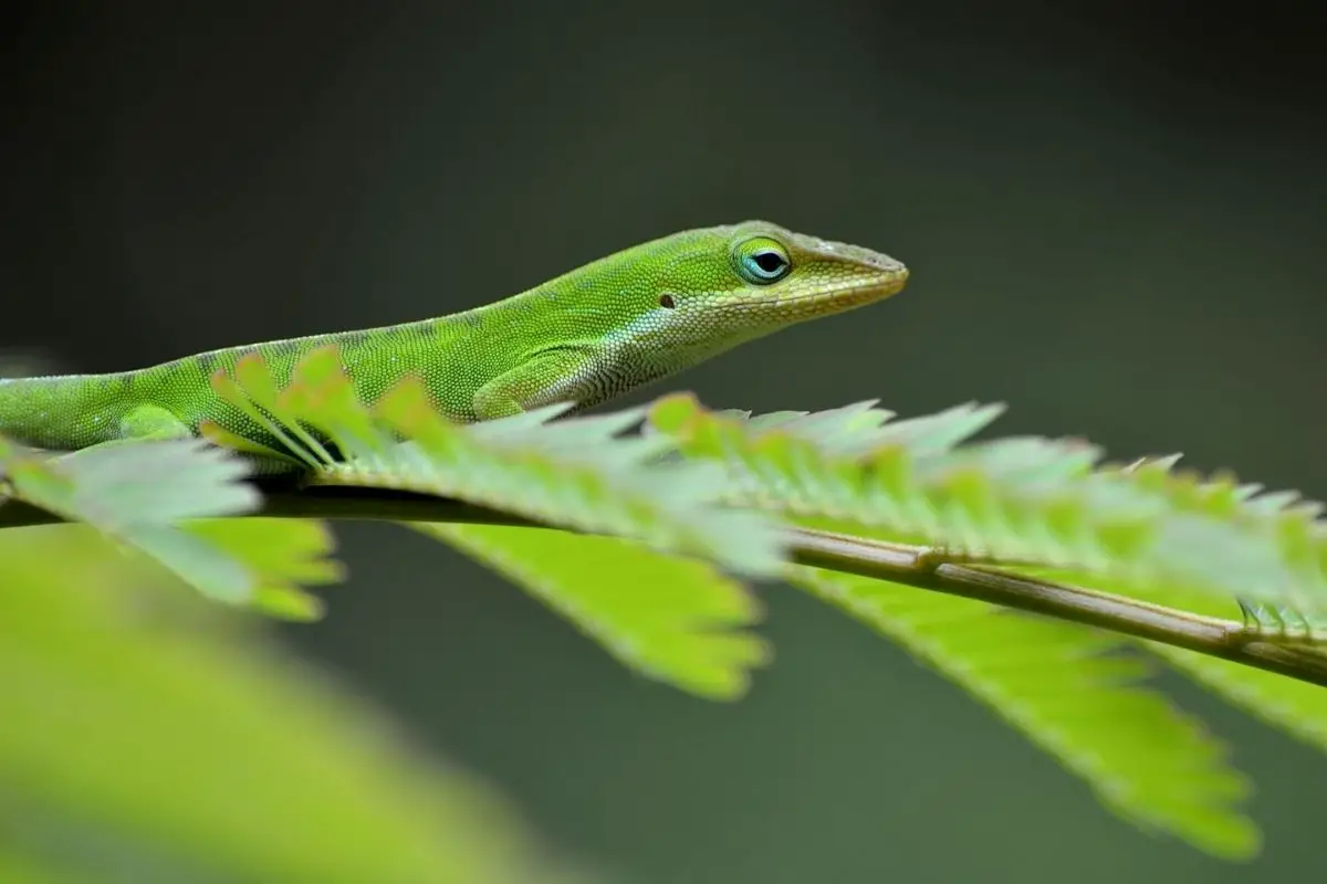 A beautiful macro shot of a green anole lizard on a tree branch.