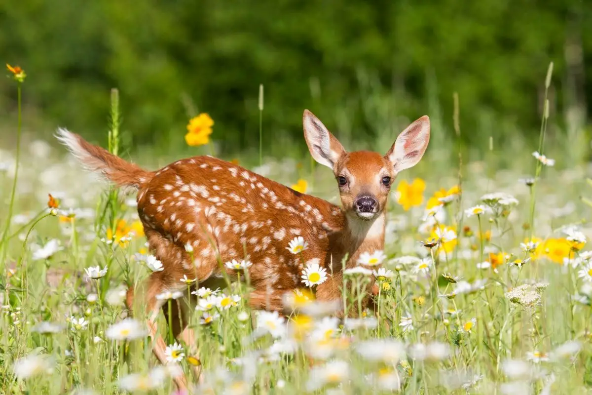 White tailed deer fawn in meadow.