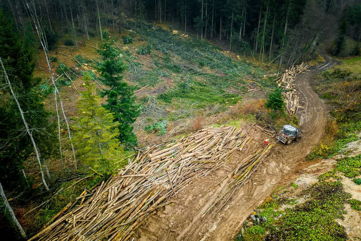 An aerial shot of a deforested surface.