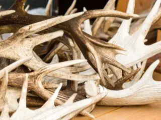 A pile of deer antlers on a table.