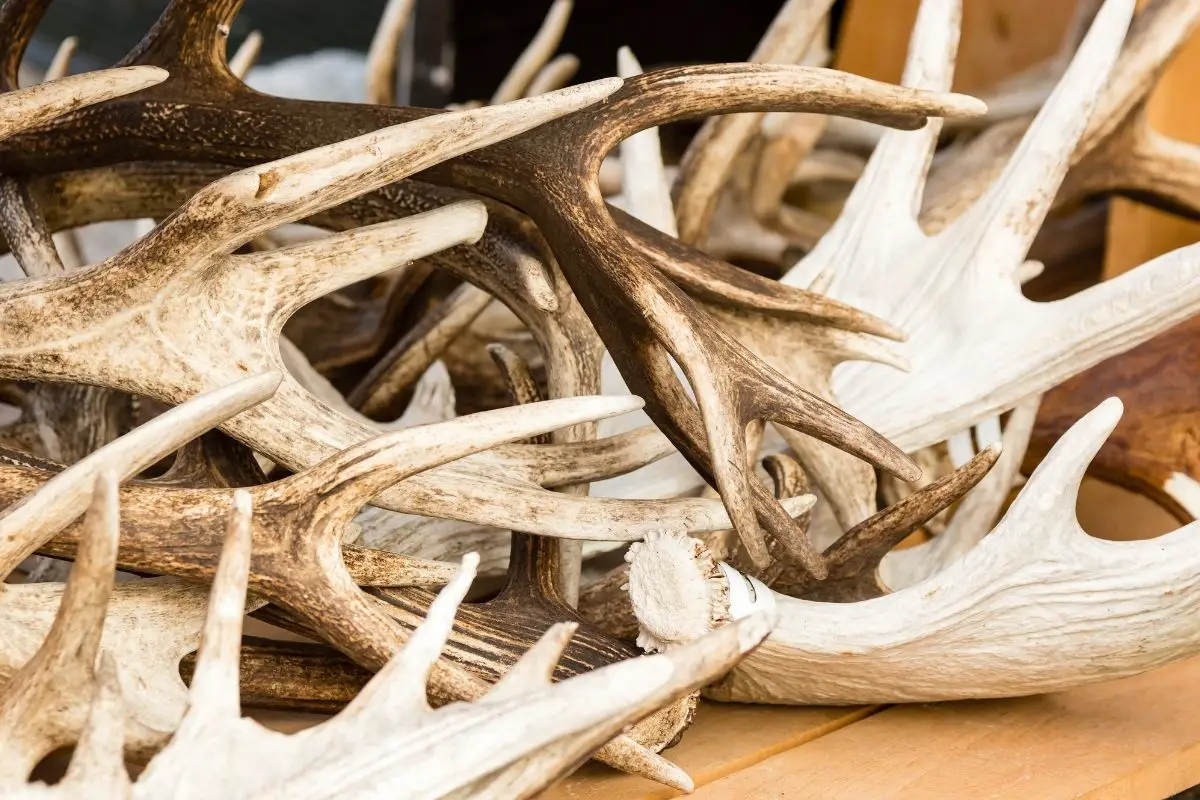 A pile of deer antlers on a table.