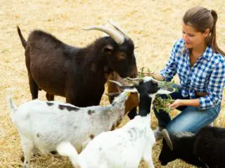 Portrait of a young woman feeding a goat on a farm.