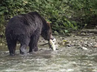 Grizzly bear eat in the river.