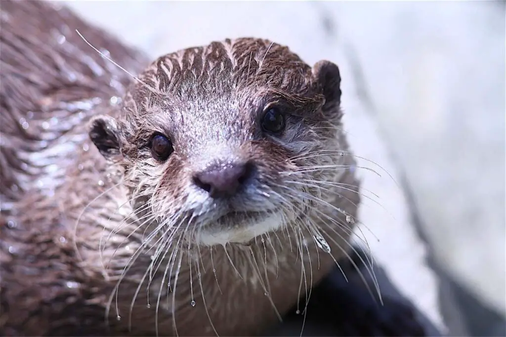 Do Otters Build Dams like Beavers? NatureNibble