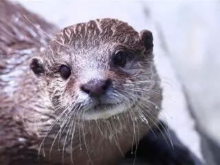 A close up photo of otter.