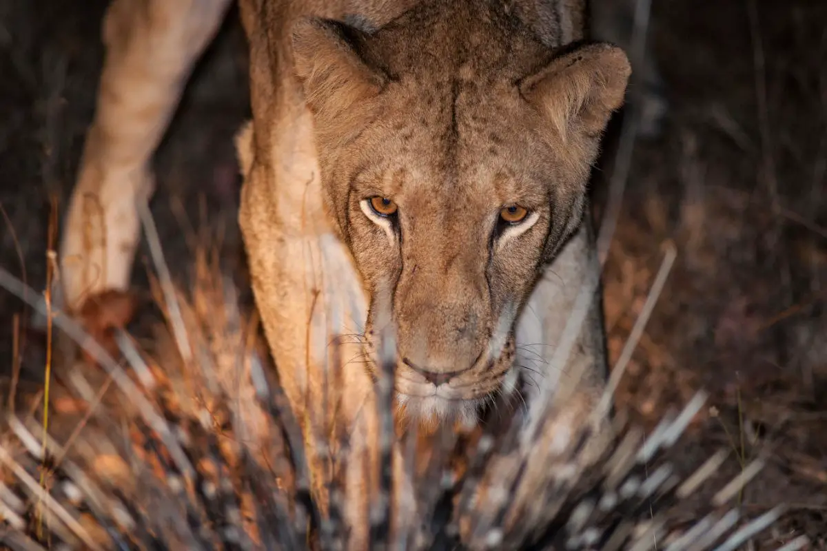 Lion hunting a porcupine.