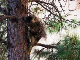 Porcupine climbing tree in southern colorado.