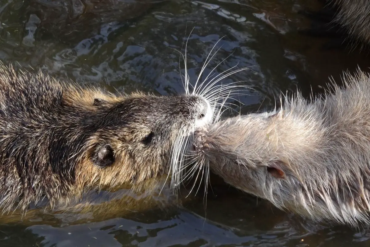 Two Muskrats kissing and swimming in the water.