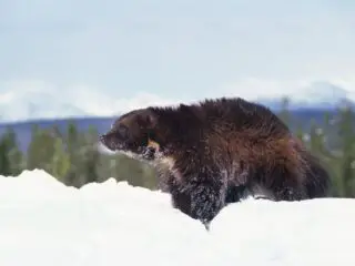 Wolverine in a winter snow.