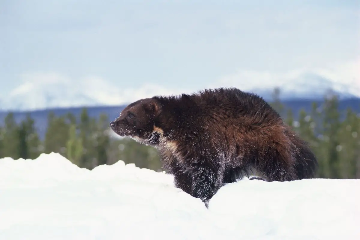 Wolverine in a winter snow.