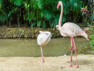 Two flamingos at rainforest.