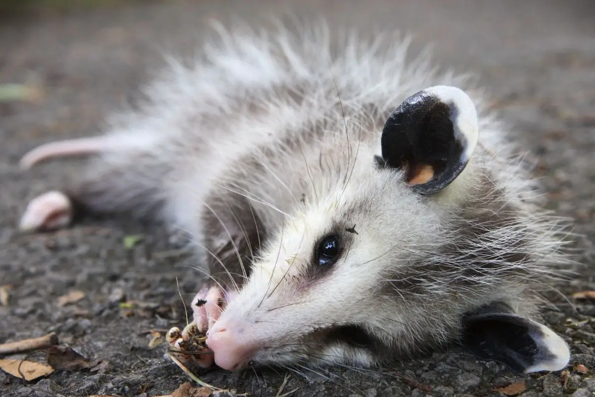 Wild possum plays dead using instictive defense mechanism for deterring predators.