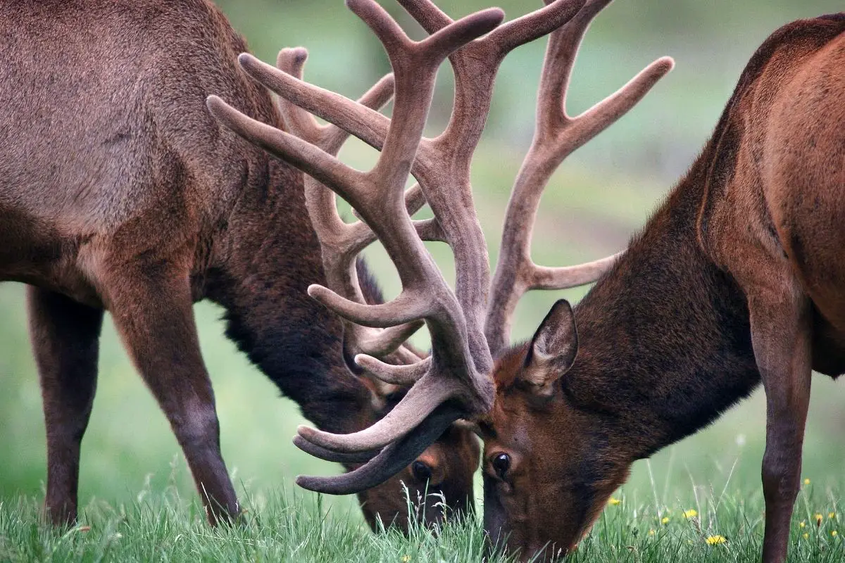 A two deer on a grass.