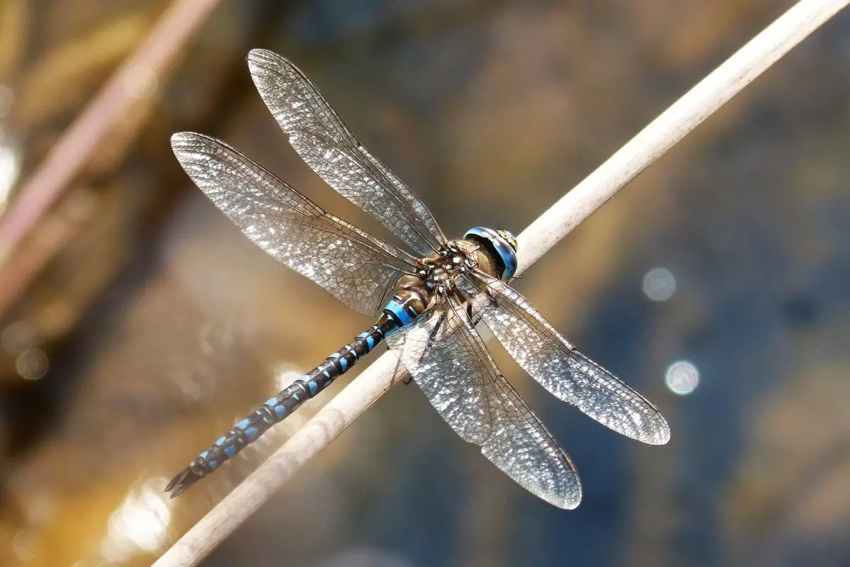 A dragonfly landed on a strand.